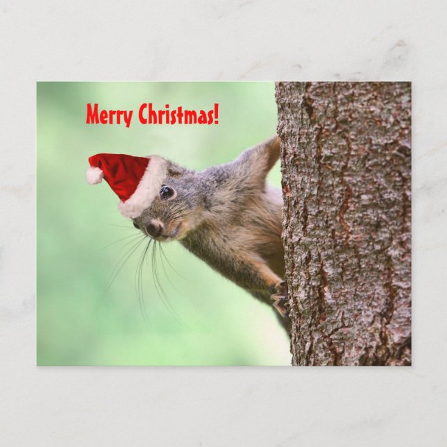 Christmas Squirrel on a Tree Holiday Postcard (Front)