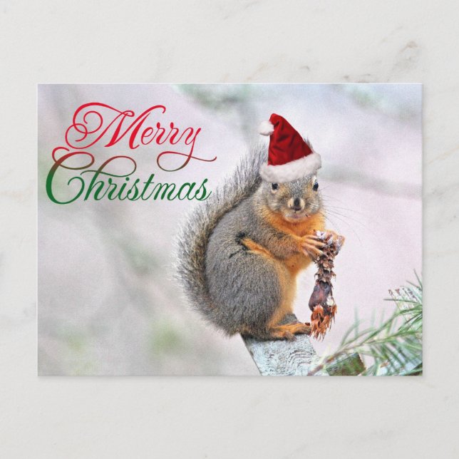 Christmas Squirrel Wearing Santa Claus Hat Holiday Postcard (Front)