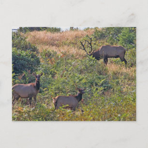 Christmas Squirrel with Candy Cane Holiday Postcard