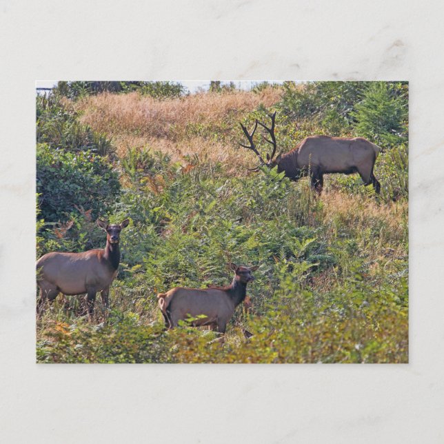 Christmas Squirrel with Candy Cane Holiday Postcard (Front)