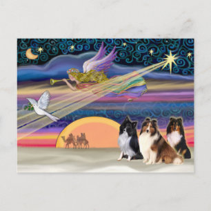 Christmas Star - Shetland Sheepdogs (three) Holiday Postcard