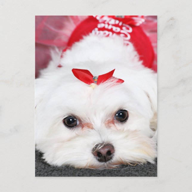Christmas - Tinkerbell - Maltese Holiday Postcard (Front)