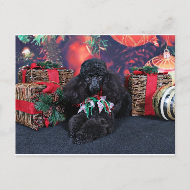 Christmas - Toby - Poodle Holiday Postcard (Front)