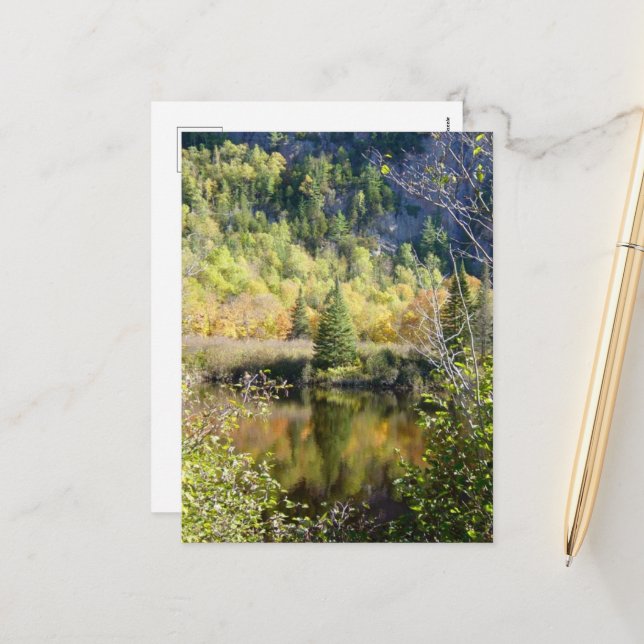 Christmas Tree holiday postcard (Front/Back In Situ)