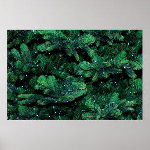 Christmas tree twigs sapling pine poster