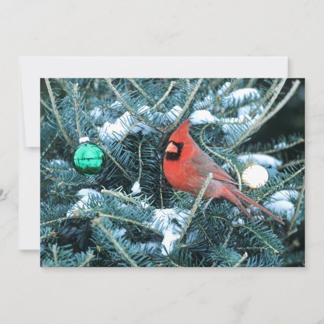 Christmas Tree with Male Cardinal Holiday Card (Front)