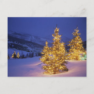 Christmas trees, Park City, Wastch Mountains, Holiday Postcard