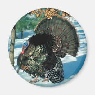 Christmas Turkey Thanksgiving Bird Winter Wildlife Magnet