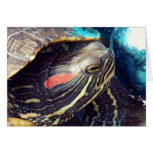 Christmas Turtle