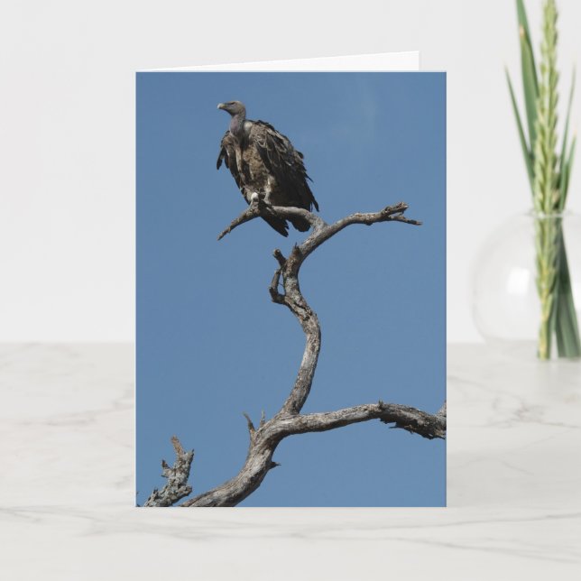 Christmas Vulture Holiday Card (Front)