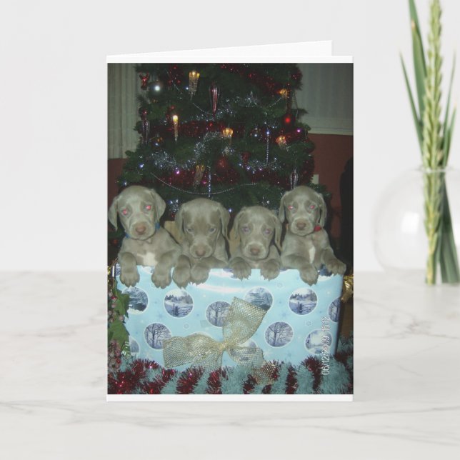 Christmas Weimaraner Puppies Holiday Card (Front)