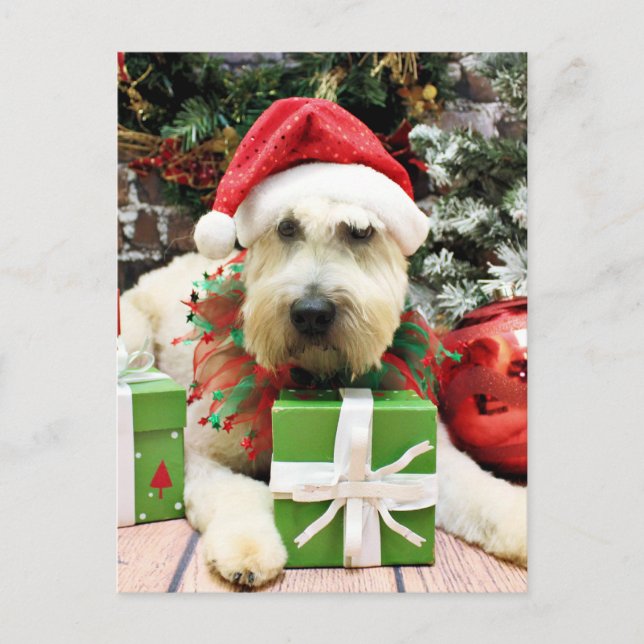 Christmas - Wheaten Terrier - Bailey Holiday Postcard (Front)