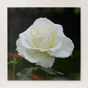 Christmas white rose floral jigsaw puzzle