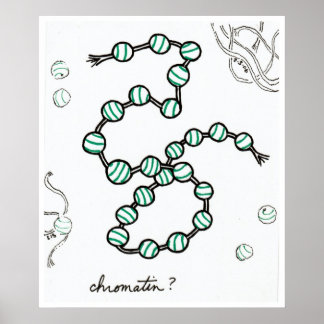Chromatin print