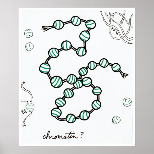 Chromatin print (Front)