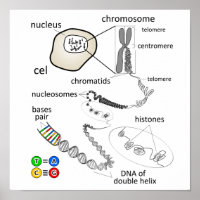 Chromosome
