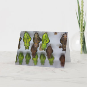 Chrysalis Birthday Card