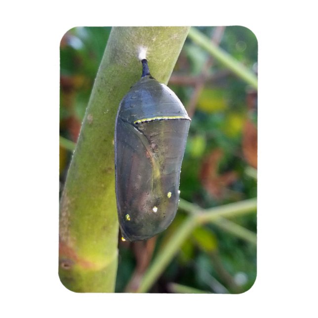 Chrysalis of the Monarch Butterfly Magnet (Vertical)