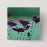Chrysanthemum and meaning