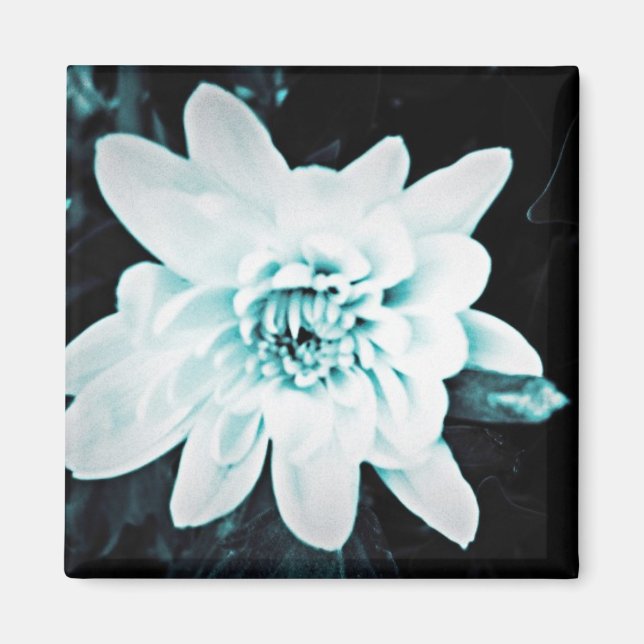 Chrysanthemum blue  magnet (Front)