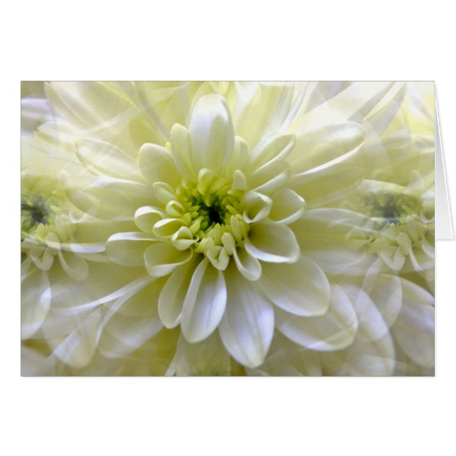 CHRYSANTHEMUM Cards (Front Horizontal)
