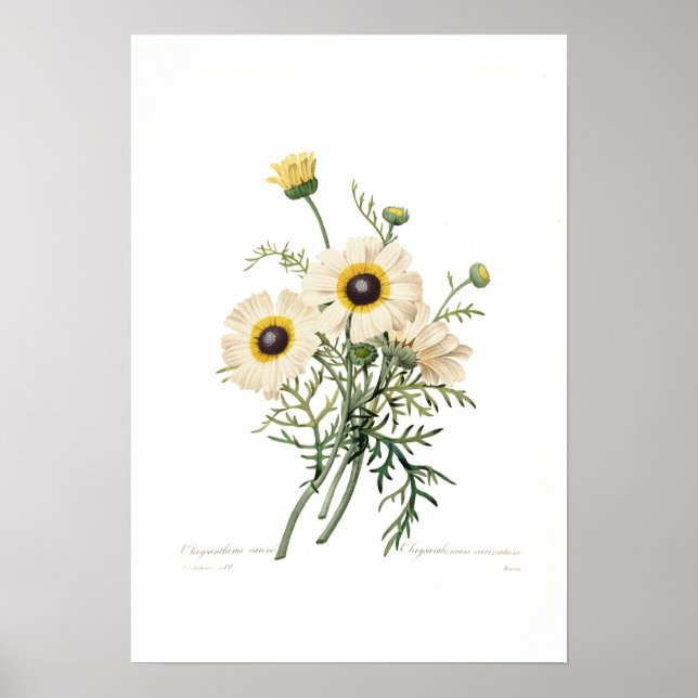 Chrysanthemum carinatum poster (Front)