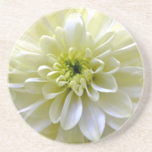 CHRYSANTHEMUM COASTER