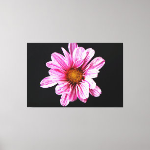 Chrysanthemum Flower 60x40 (150x100cm) waccn Canvas Print