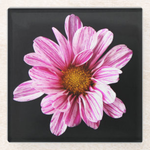 Chrysanthemum Flower coastercna Glass Coaster