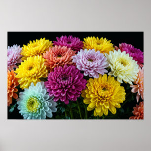 Chrysanthemum Flower Colourful Blossom Decoration 