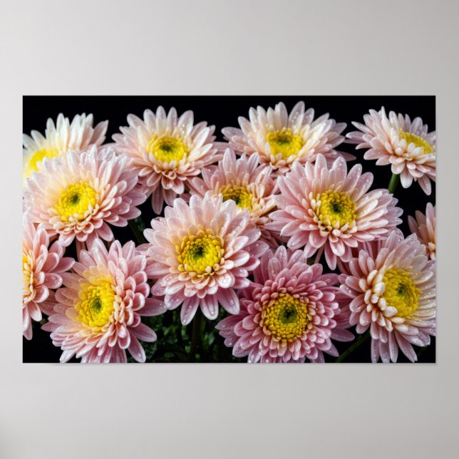 Chrysanthemum Flower Colourful Blossom Decoration  (Front)