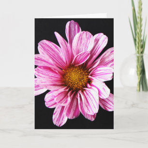 Chrysanthemum Flower gccnm Card