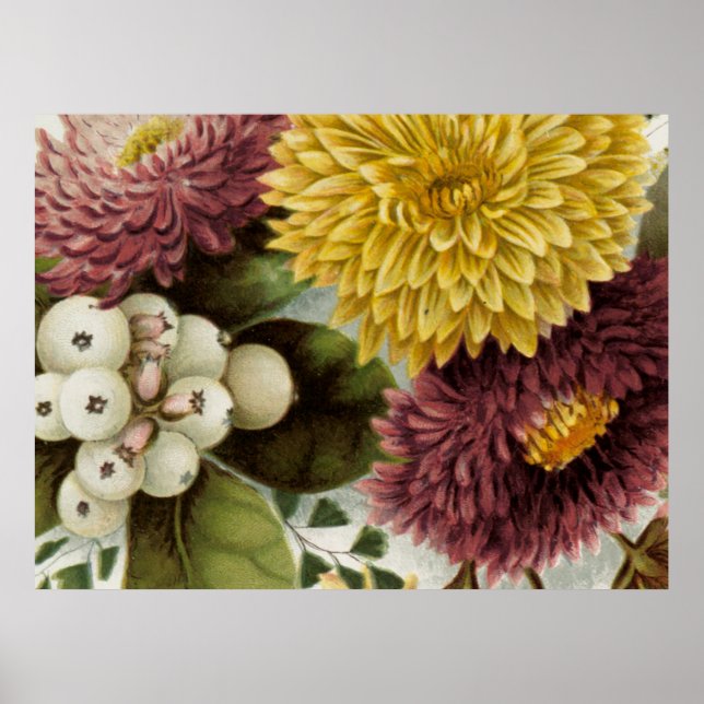 Chrysanthemum Flower Mum Floral Poster (Front)