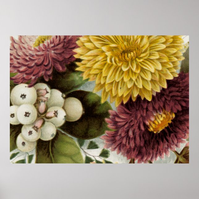 Chrysanthemum Flower Mum Floral Poster (Front)