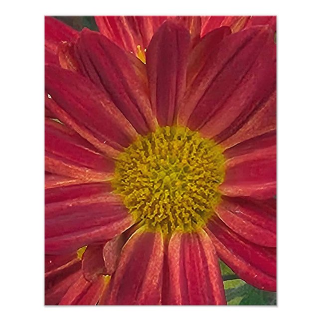 Chrysanthemum flower  photo print (Front)