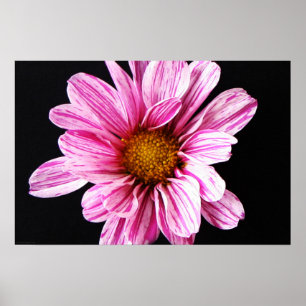 Chrysanthemum Flower wapcnm Poster