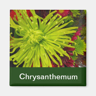 chrysanthemum flowers magnet