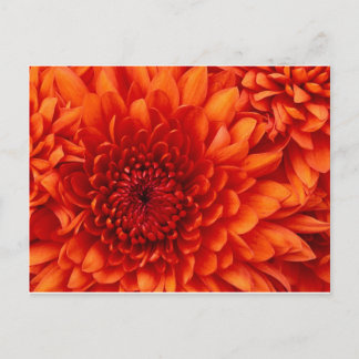 Chrysanthemum Flowers Postcard
