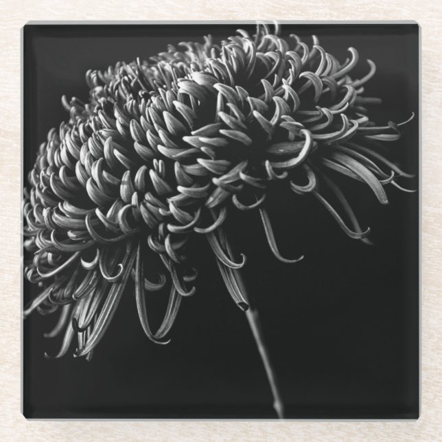 Chrysanthemum Glass Coaster (Front)