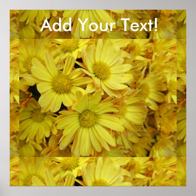 Chrysanthemum Group Plant Yellow Poster (Front)