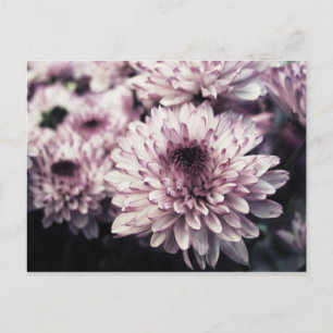 Chrysanthemum I Postcard