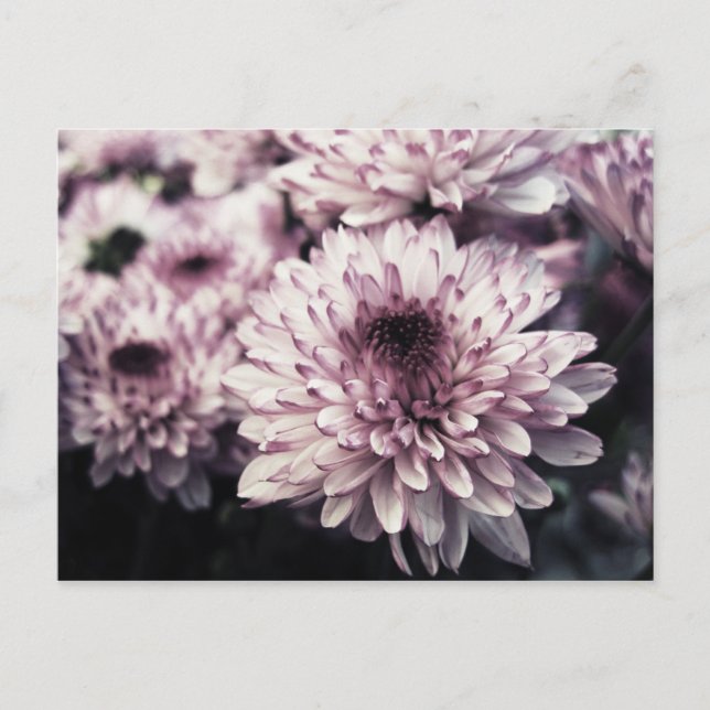 Chrysanthemum I Postcard (Front)