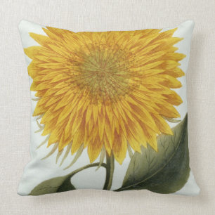 Chrysanthemum Indicum from 'Pythanthoza Iconograph Cushion