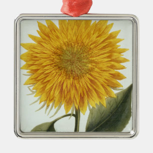 Chrysanthemum Indicum from 'Pythanthoza Iconograph Metal Tree Decoration