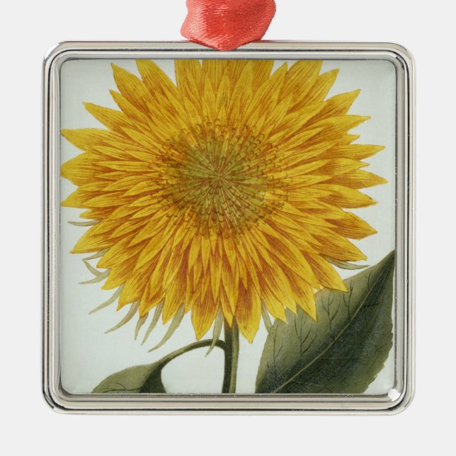 Chrysanthemum Indicum from 'Pythanthoza Iconograph Metal Tree Decoration (Front)