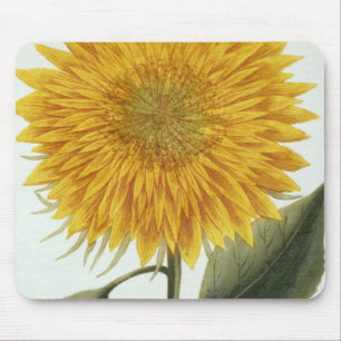 Chrysanthemum Indicum from 'Pythanthoza Iconograph Mouse Pad