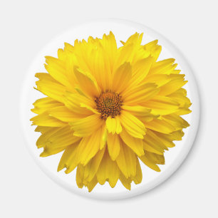 Chrysanthemum Magnet