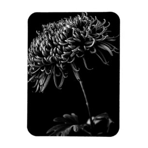 Chrysanthemum Magnet