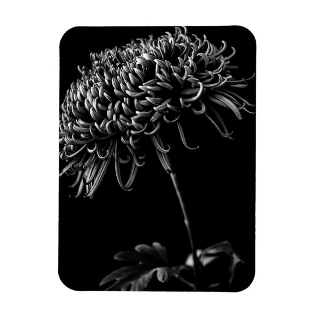Chrysanthemum Magnet (Vertical)