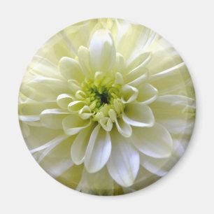 CHRYSANTHEMUM MAGNET